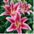 Bulbi Crini inalti -Lilium Stargazer