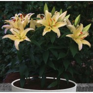 Bulbi Crini pitici-Lilium pot Gold Party