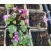 Plante Cyclamen hederifolium Rose - ciclamen de gradina