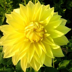 Bulbi Dalia inalta (Dahlia) Blondee - dalia deco (giant flower)