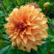 Bulbi Dalia inalta (Dahlia) Hercules -dalia deco (giant flowered)