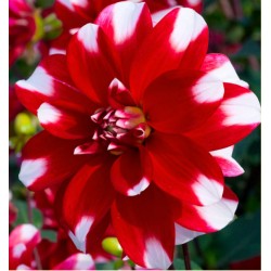 Bulbi Dalia inalta (Dahlia) Nagano