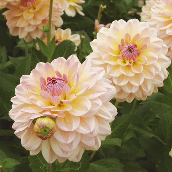 Bulbi Dalia pitica (Dahlia) Maya