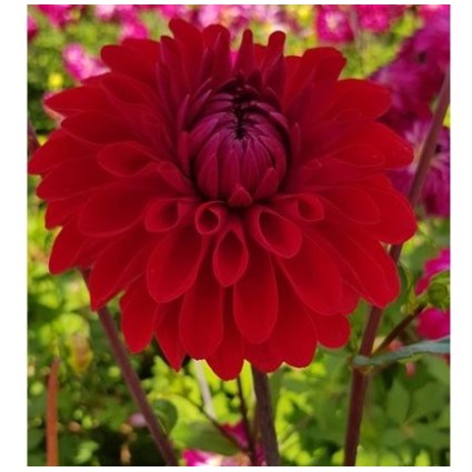Bulbi Dalia pitica (Dahlia) Red Pygmy