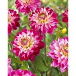 Bulbi Dalia inalta (Dahlia) Seniors Dream