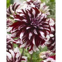 Bulbi Dalia inalta (Dahlia) Tartan-Decorative