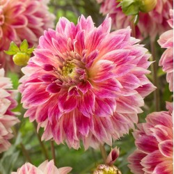 Bulbi Dalia inalta (Dahlia) Temple of Beauty