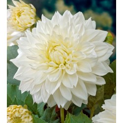 Bulbi Dalia inalta (Dahlia) White Perfection -dalia deco (giant flowered)