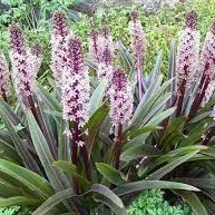 Plante Eucomis punctata Comosa