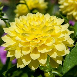 Bulbi Dalia pitica (Dahlia) Gallery Pinto