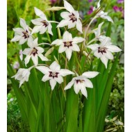 Bulbi Gladiolus-Acidanthera