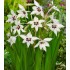 Bulbi Gladiolus-Acidanthera