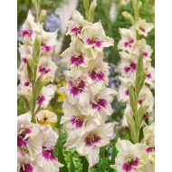 Bulbi Gladiole Aamber Mistique