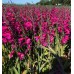 Bulbi Gladiole-gladiolus communis Byzantinus -Pachet 100 bucati