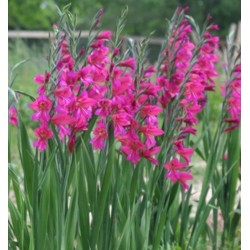 Bulbi Gladiole-gladiolus communis Byzantinus -Pachet 100 bucati