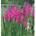 Bulbi Gladiole-gladiolus communis Byzantinus - Pachet 10 bucati