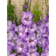 Bulbi Gladiole Milka