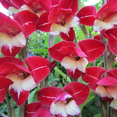 Bulbi Gladiole -Primulinus- Laura Jay