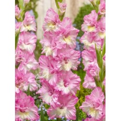 Bulbi Gladiole Cera Corfinio