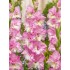 Bulbi Gladiole Cera Corfinio