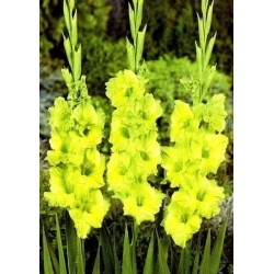 Bulbi Gladiole Green Star