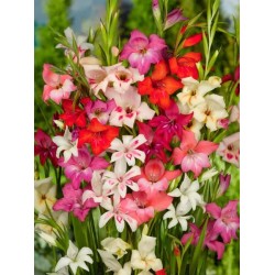 Bulbi Gladiole pitice - Nanus Mix - Pachet 10 bucati