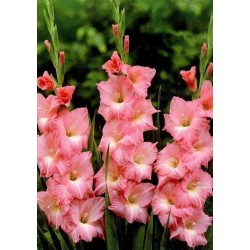 Bulbi Gladiole Rose Supreme