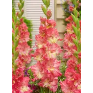 Bulbi Gladiole Mango Muse