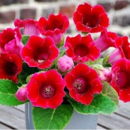 Bulbi Gloxinia hybrida Corina