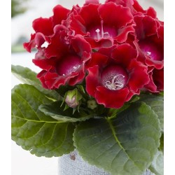 Bulbi Gloxinia hybrida Etoile de Feu