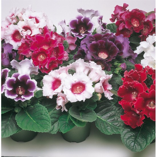 Bulbi Gloxinia hybrida-Pachet 100 bucati