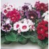 Bulbi Gloxinia hybrida-Pachet 100 bucati