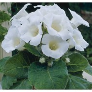 Bulbi Gloxinia hybrida Mont Blanc