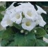 Bulbi Gloxinia hybrida Mont Blanc