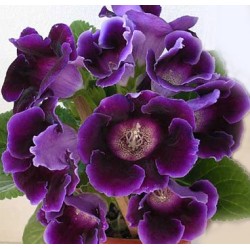 Bulbi Gloxinia hybrida Prins Albert