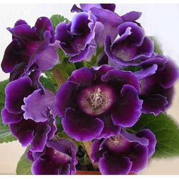 Bulbi Gloxinia hybrida Prins Albert