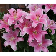 Bulbi Crini inalti -Lilium Sorbonne