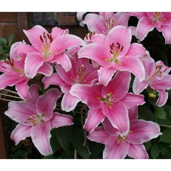 Bulbi Crini inalti -Lilium Sorbonne