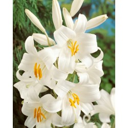 Bulbi Crini-Lilium candidum -Zambac, Crinul Maicii Domnului