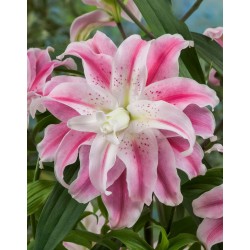 Bulbi Crini inalti (Roselily-Lilium double) Sweet Rosy