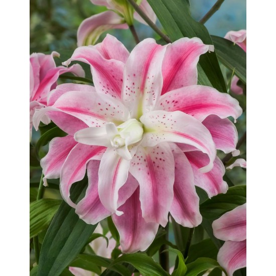 Bulbi Crini inalti (Roselily-Lilium double) Sweet Rosy