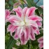 Bulbi Crini inalti (Roselily-Lilium double) Sweet Rosy