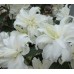 Bulbi Crini inalti (Roselily-Lilium double) Angela-ghiveci cu 3 bulbi