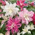 Bulbi Crini inalti (Roselily-Lilium double)-Pachet  3 bucati