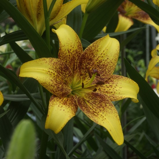 Bulbi Crini inalti -Lilium Golden Stone