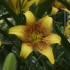 Bulbi Crini inalti -Lilium Golden Stone
