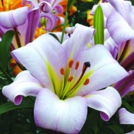 Bulbi Crini inalti -Lilium Pink Planet