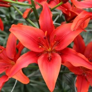 Bulbi Crini inalti -Lilium Red Flash