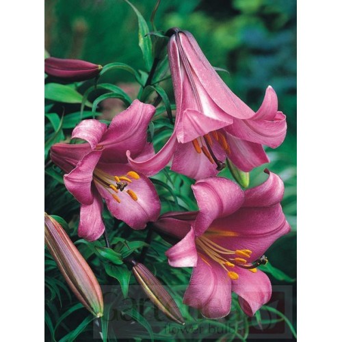 Bulbi Crini-Lilium regale Pink Perfection