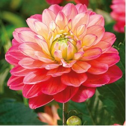 Bulbi Dalia pitica (Dahlia) Melody Allegro